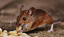 24 Hour & Emergency Exterminators in Moss Landing, CA